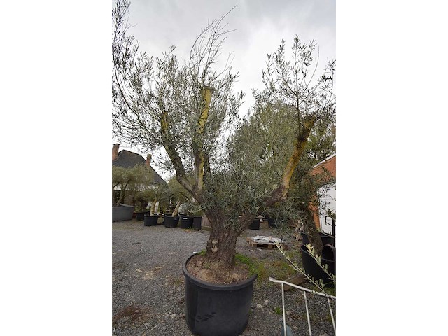 Multibola split stam - olive tree - afbeelding 1 van  5