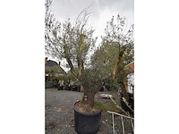 Multibola split stam - olive tree - afbeelding 1 van  5