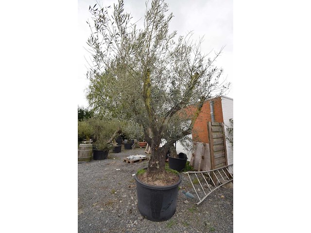 Multibola split stam - olive tree - afbeelding 2 van  5