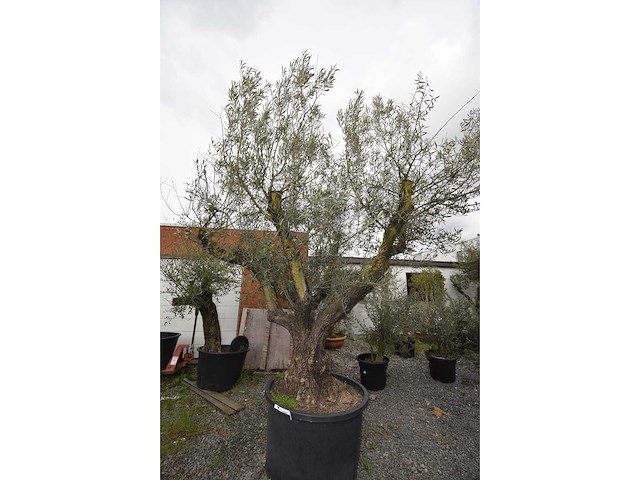Multibola split stam - olive tree - afbeelding 3 van  5
