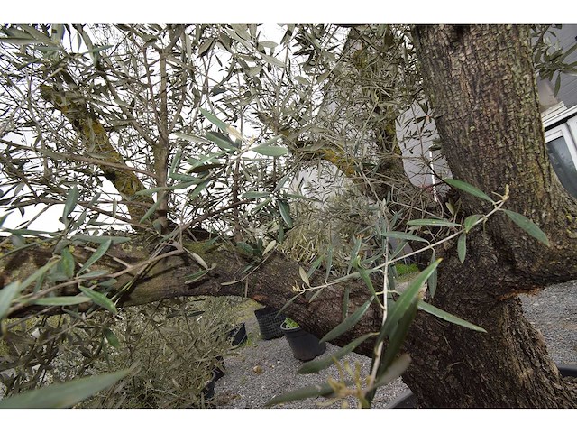 Multibola split stam - olive tree - afbeelding 4 van  5