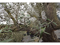 Multibola split stam - olive tree - afbeelding 4 van  5