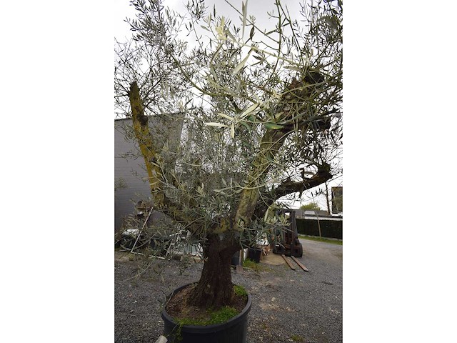 Multibola split stam - olive tree - afbeelding 5 van  5