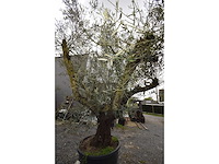 Multibola split stam - olive tree - afbeelding 5 van  5