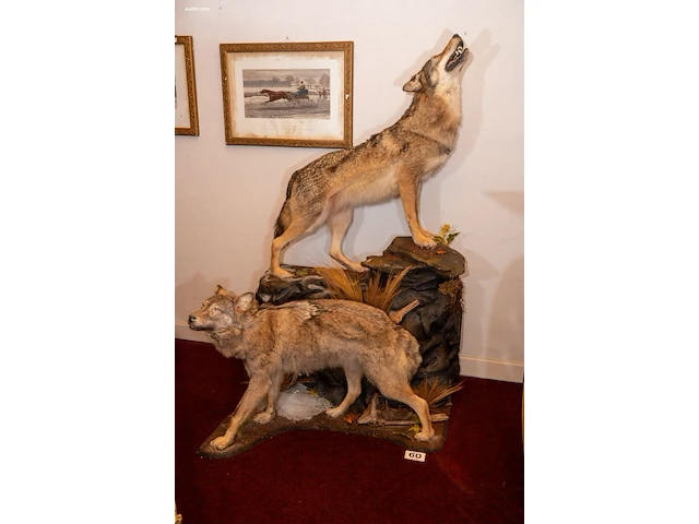 Museale taxidermie-diorama van twee steppewolven... - afbeelding 1 van  3