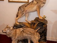 Museale taxidermie-diorama van twee steppewolven...