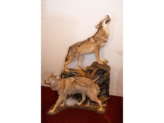 Museale taxidermie-diorama van twee steppewolven... - afbeelding 2 van  3
