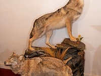 Museale taxidermie-diorama van twee steppewolven... - afbeelding 2 van  3