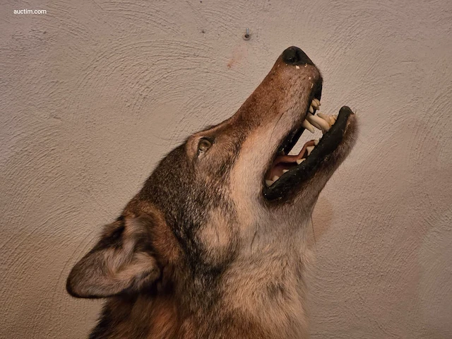Museale taxidermie-diorama van twee steppewolven... - afbeelding 3 van  3