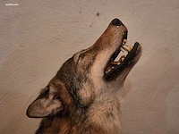Museale taxidermie-diorama van twee steppewolven... - afbeelding 3 van  3
