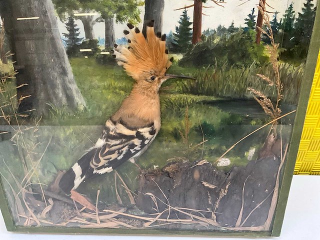 Natuurillustratie ‘hop’ - afbeelding 3 van  5