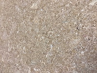 Natuursteen limestone beige 40,6x61 cm tegel 42 m² - afbeelding 1 van  9