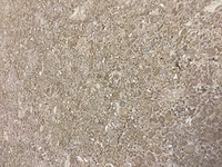 Natuursteen limestone beige 40,6x61 cm tegel 42 m² - afbeelding 10 van  17