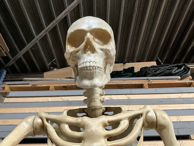 Nieuw in de verpakking halloween skelet 3,35 meter. - afbeelding 5 van  8