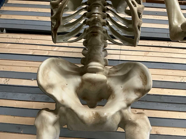 Nieuw in de verpakking halloween skelet 3,35 meter. - afbeelding 7 van  8