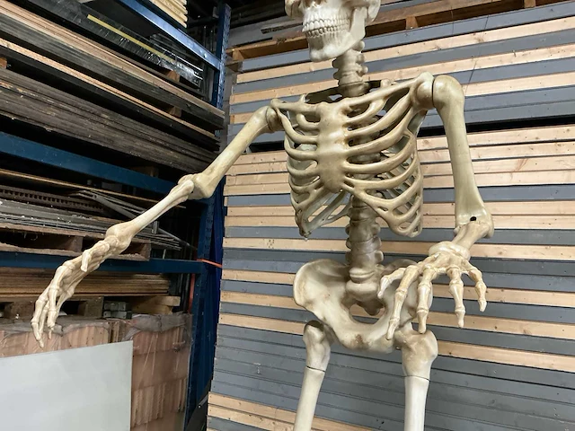 Nieuw in de verpakking halloween skelet 3,35 meter. - afbeelding 3 van  8