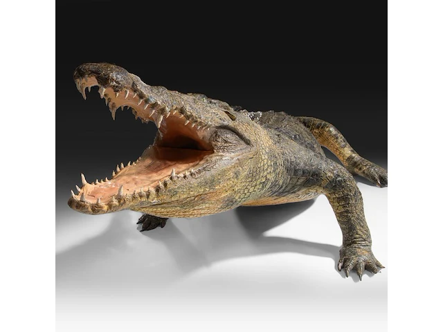 Nile crocodile (crocodylus niloticus) full mount, taxidermy trophy, l 310 cm - w 100 cm - total weight 40kg - afbeelding 2 van  17