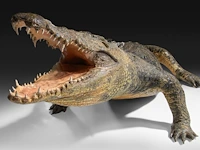 Nile crocodile (crocodylus niloticus) full mount, taxidermy trophy, l 310 cm - w 100 cm - total weight 40kg - afbeelding 2 van  17