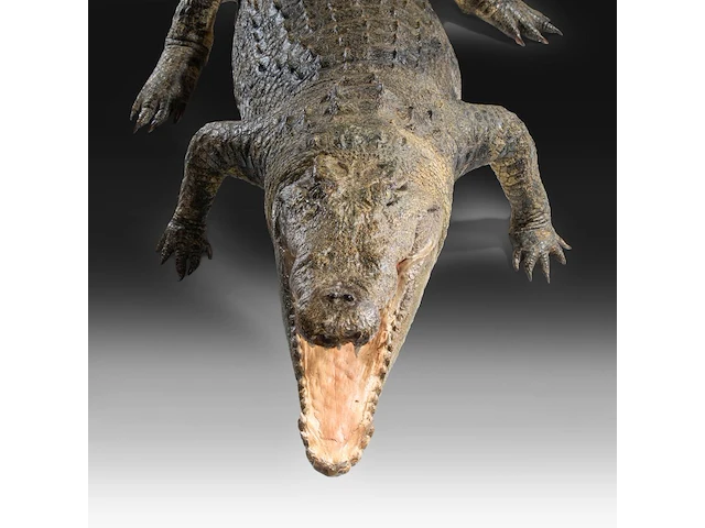 Nile crocodile (crocodylus niloticus) full mount, taxidermy trophy, l 310 cm - w 100 cm - total weight 40kg - afbeelding 3 van  17