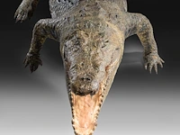 Nile crocodile (crocodylus niloticus) full mount, taxidermy trophy, l 310 cm - w 100 cm - total weight 40kg - afbeelding 3 van  17
