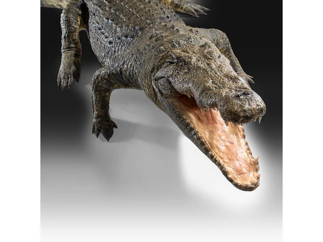 Nile crocodile (crocodylus niloticus) full mount, taxidermy trophy, l 310 cm - w 100 cm - total weight 40kg - afbeelding 4 van  17