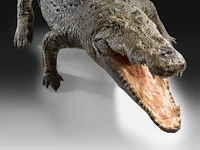 Nile crocodile (crocodylus niloticus) full mount, taxidermy trophy, l 310 cm - w 100 cm - total weight 40kg - afbeelding 4 van  17