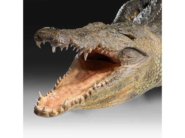 Nile crocodile (crocodylus niloticus) full mount, taxidermy trophy, l 310 cm - w 100 cm - total weight 40kg - afbeelding 5 van  17