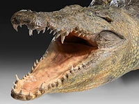 Nile crocodile (crocodylus niloticus) full mount, taxidermy trophy, l 310 cm - w 100 cm - total weight 40kg - afbeelding 5 van  17