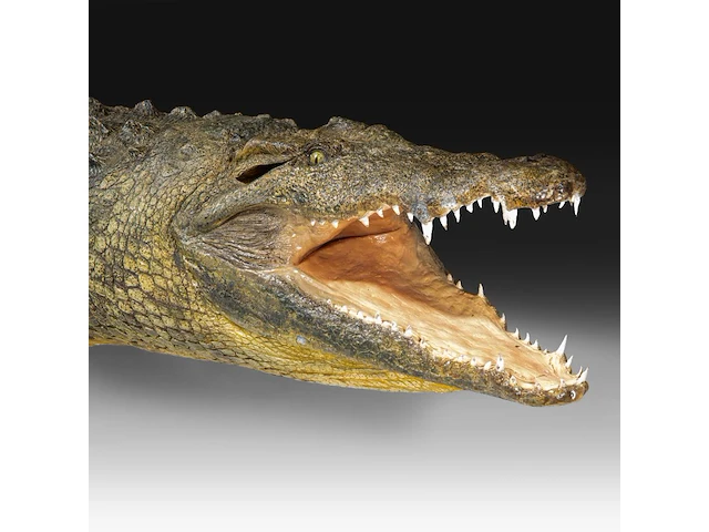 Nile crocodile (crocodylus niloticus) full mount, taxidermy trophy, l 310 cm - w 100 cm - total weight 40kg - afbeelding 6 van  17