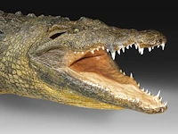 Nile crocodile (crocodylus niloticus) full mount, taxidermy trophy, l 310 cm - w 100 cm - total weight 40kg - afbeelding 6 van  17