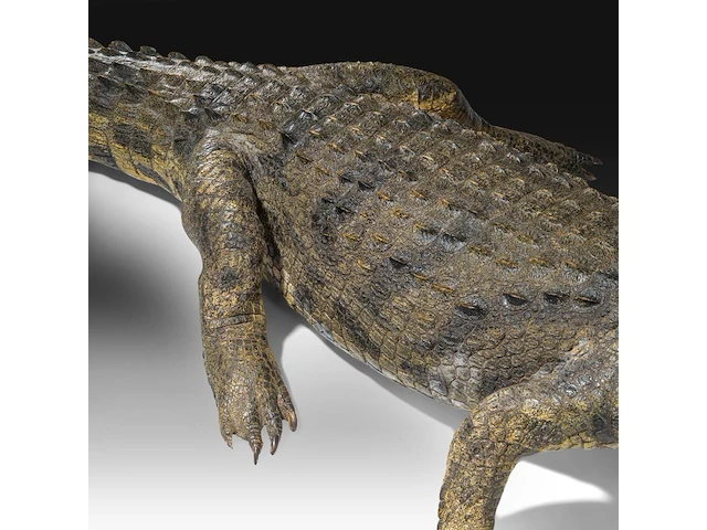 Nile crocodile (crocodylus niloticus) full mount, taxidermy trophy, l 310 cm - w 100 cm - total weight 40kg - afbeelding 7 van  17