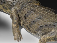 Nile crocodile (crocodylus niloticus) full mount, taxidermy trophy, l 310 cm - w 100 cm - total weight 40kg - afbeelding 7 van  17