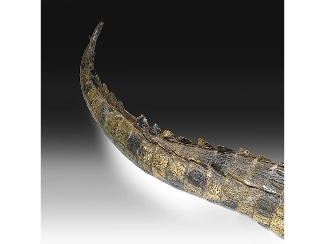 Nile crocodile (crocodylus niloticus) full mount, taxidermy trophy, l 310 cm - w 100 cm - total weight 40kg - afbeelding 8 van  17