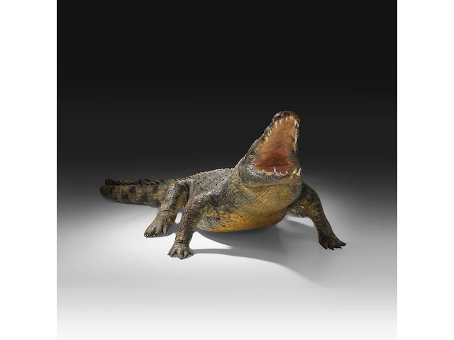 Nile crocodile (crocodylus niloticus) full mount, taxidermy trophy, l 310 cm - w 100 cm - total weight 40kg - afbeelding 9 van  17