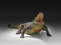 Nile crocodile (crocodylus niloticus) full mount, taxidermy trophy, l 310 cm - w 100 cm - total weight 40kg - afbeelding 9 van  17
