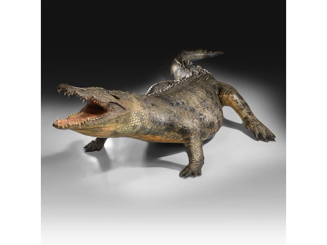 Nile crocodile (crocodylus niloticus) full mount, taxidermy trophy, l 310 cm - w 100 cm - total weight 40kg - afbeelding 1 van  17