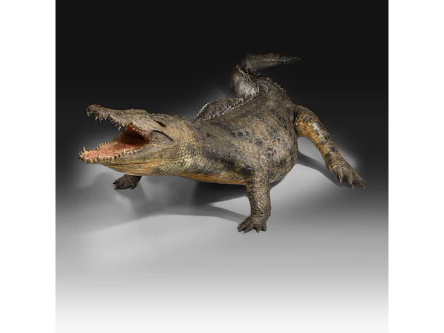 Nile crocodile (crocodylus niloticus) full mount, taxidermy trophy, l 310 cm - w 100 cm - total weight 40kg - afbeelding 10 van  17