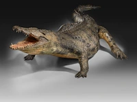 Nile crocodile (crocodylus niloticus) full mount, taxidermy trophy, l 310 cm - w 100 cm - total weight 40kg - afbeelding 10 van  17