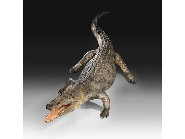 Nile crocodile (crocodylus niloticus) full mount, taxidermy trophy, l 310 cm - w 100 cm - total weight 40kg - afbeelding 11 van  17
