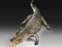 Nile crocodile (crocodylus niloticus) full mount, taxidermy trophy, l 310 cm - w 100 cm - total weight 40kg - afbeelding 11 van  17