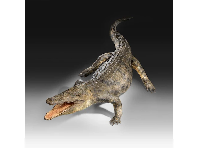 Nile crocodile (crocodylus niloticus) full mount, taxidermy trophy, l 310 cm - w 100 cm - total weight 40kg - afbeelding 12 van  17