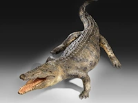 Nile crocodile (crocodylus niloticus) full mount, taxidermy trophy, l 310 cm - w 100 cm - total weight 40kg - afbeelding 12 van  17