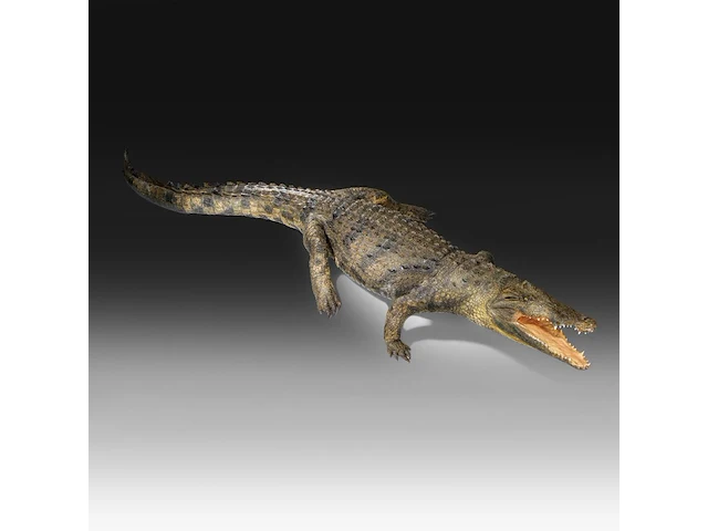 Nile crocodile (crocodylus niloticus) full mount, taxidermy trophy, l 310 cm - w 100 cm - total weight 40kg - afbeelding 13 van  17