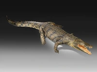 Nile crocodile (crocodylus niloticus) full mount, taxidermy trophy, l 310 cm - w 100 cm - total weight 40kg - afbeelding 13 van  17