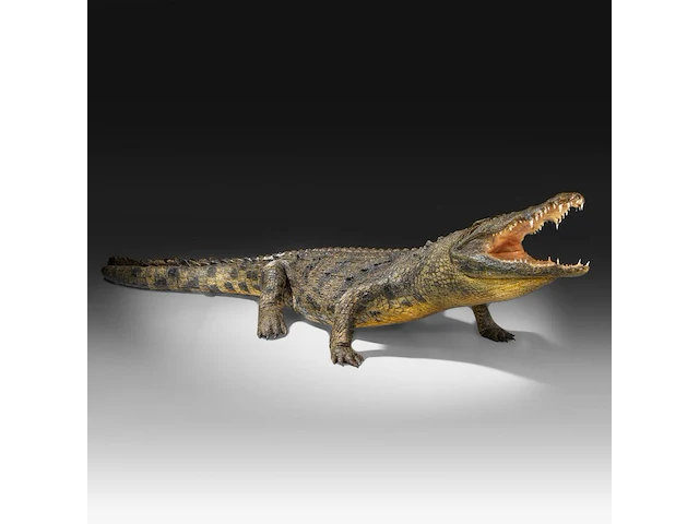 Nile crocodile (crocodylus niloticus) full mount, taxidermy trophy, l 310 cm - w 100 cm - total weight 40kg - afbeelding 14 van  17