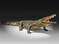Nile crocodile (crocodylus niloticus) full mount, taxidermy trophy, l 310 cm - w 100 cm - total weight 40kg - afbeelding 14 van  17