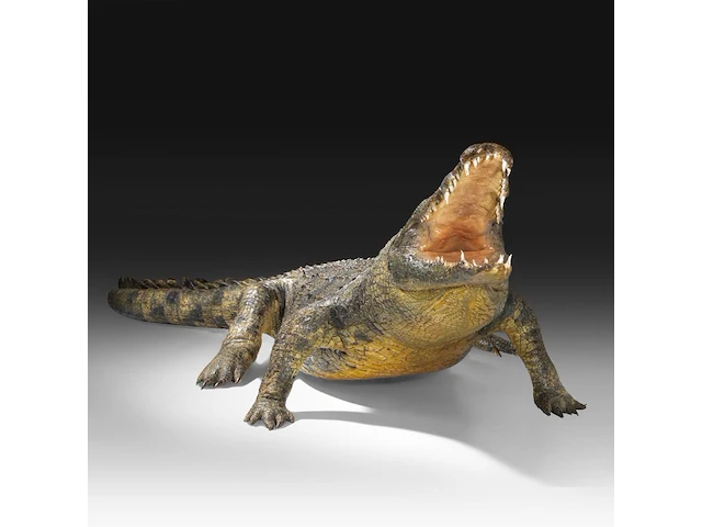 Nile crocodile (crocodylus niloticus) full mount, taxidermy trophy, l 310 cm - w 100 cm - total weight 40kg - afbeelding 15 van  17