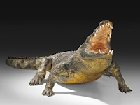 Nile crocodile (crocodylus niloticus) full mount, taxidermy trophy, l 310 cm - w 100 cm - total weight 40kg - afbeelding 15 van  17