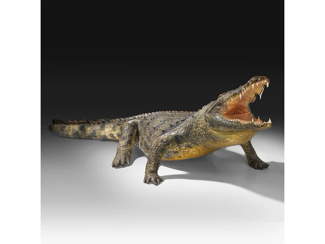 Nile crocodile (crocodylus niloticus) full mount, taxidermy trophy, l 310 cm - w 100 cm - total weight 40kg - afbeelding 16 van  17