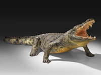 Nile crocodile (crocodylus niloticus) full mount, taxidermy trophy, l 310 cm - w 100 cm - total weight 40kg - afbeelding 16 van  17